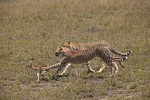 Two Cheetah (Acinonyx jubatus) cubs chasing Thomson's gazelle (Gazella thomsoni) fawn caught by mother, Masai Mara, Kenya (non-ex)