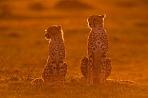 Female Cheetah (Acinonyx jubatus) and cub in late evening light, Masai Mara, Kenya (non-ex)