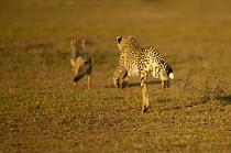 Cheetah (Acinonyx jubatus) cub chasing Jackal, Masai Mara, Kenya (non-ex)