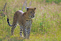 Sri Lankan leopard (Panthera pardus kotiya) watching prey, Yala National Park, Sri Lanka (non-ex)