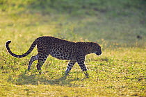 Sri Lankan leopard (Panthera pardus kotiya) walking across open area, Yala National Park, Sri Lanka (non-ex)
