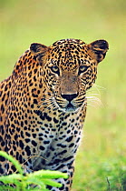 Sri Lankan leopard (Panthera pardus kotiya) watching prey, Yala National Park, Sri Lanka (non-ex)