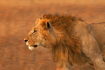 RF- Male African lion (Panthera leo) running, Masai Mara, Kenya. (This image may be licensed either as rights managed or royalty free.)