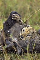 Large male Cheetah (Acinonyx jubatus) killing Wildebeest (Connochaetes taurinus) Masai Mara, Kenya (non-ex)