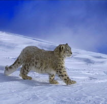 Snow leopard (Panthera uncia) walking over snow, captive, USA (non-ex)