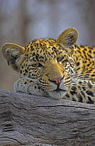 African leopard (Panthera pardus) sleeping on log, South Africa (non-ex)