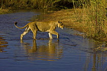 African lion (Panthera leo) crossing river, Mala Mala, South Africa (non-ex)