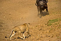 African lion (Panthera leo) hunting Buffalo, South Luangwa, Zambia (non-ex)