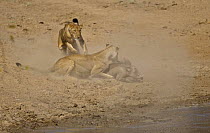 Two African lions (Panthera leo) killing Warthog (Phacochoerus aethiopicus) at waterhole after ambush, South Luangwa, Zambia (non-ex)