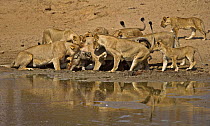African lions (Panthera leo) killing Warthog (Phacochoerus aethiopicus) at waterhole after ambush, South Luangwa, Zambia (non-ex)