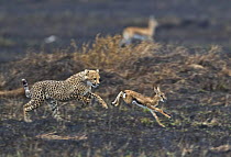 Juvenile Cheetah (Acinonyx jubatus) chasing young Thomson's gazelle (Gazella thomsoni) with mother behind, Masai Mara, Kenya (non-ex)