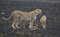 Cheetah (Acinonyx jubatus) mother having caught young Thomson's gazelle (Gazella thomsoni) for youngsters to chase and learn hunting skills, Masai Mara, Kenya (non-ex)