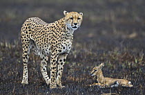 Cheetah (Acinonyx jubatus) mother with caught young Thomson's gazelle (Gazella thomsoni) for youngsters to chase and learn hunting skills, Masai Mara, Kenya (non-ex)