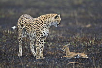 Cheetah (Acinonyx jubatus) mother with young Thomson's gazelle (Gazella thomsoni) for young to chase and learn hunting skills, Masai Mara, Kenya (non-ex)