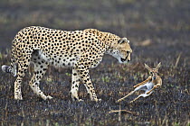 Cheetah (Acinonyx jubatus) mother with young caught Thomson's gazelle (Gazella thomsoni) for young to chase and learn hunting skills, Masai Mara, Kenya (non-ex)
