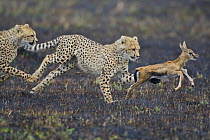 Two juvenile Cheetahs (Acinonyx jubatus) chasing a young Thomson's gazelle (Gazella thomsoni) Masai Mara, Kenya (non-ex)
