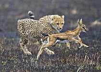 Juvenile Cheetah (Acinonyx jubatus) chasing young Thomson's gazelle (Gazella thomsoni) Masai Mara, Kenya (non-ex)
