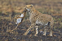 Cheetah (Acinonyx jubatus) mother carrying young Thomson's gazelle (Gazella thomsoni) for youngsters to chase and learn hunting skills, Masai Mara, Kenya (non-ex)