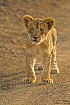 African lion (Panthera leo) cub exploring, South Luangwa, Zambia, Africa (non-ex)