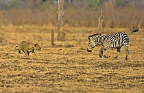 African lion (Panthera leo) playing with Burchells zebra (Equus quagga burchelli) originally chased but not serious, Luangwa Valley, Zambia, Africa (non-ex)