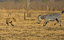 African lion (Panthera leo) playing with Burchells zebra (Equus quagga burchelli) originally chased but not serious, Luangwa Valley, Zambia, Africa (non-ex)