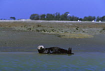 Californian sea otter (Enhydra lutris) lying on back at waters edge, Monterey, California, USA
