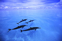 Four Hawaiian / Long snouted / Gray's spinner dolphins (Stenella longirostris longirostris) just below the surface, Midway Islands, Pacific Ocean, USA