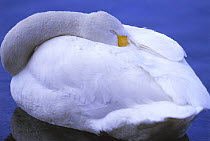 Whooper swan (Cygnus cgnus) sleeping on water, Kussharoko / Kussharo Lake, Akan National Park, Hokkaido, Japan