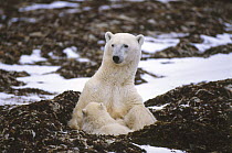 Polar bear (Ursus maritimus) with cub, Churchill, Manitoba, Canada