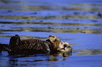 Californian sea otter (Enhydra lutris) adult and young floating on their backs in sea, Monterey Bay, California, USA