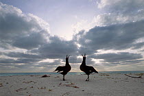 Black footed albatross (Phoebastria nigripes) pair displaying, Midway Islands, USA