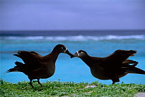 Black footed albatross (Phoebastria nigripes) pair in courtship, Midway Islands, USA