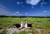 Laysan albatross (Phoebastria immutabilis) pair at nest site, Midway Islands, USA