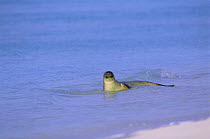 Hawaiian monk seal (Monachus schauinslandi) lying in shallow water, Midway Islands, USA