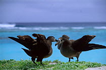 Black footed albatross (Phoebastria nigripes) pair in courtship, Midway Islands, USA