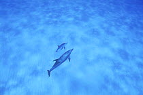 Two Atlantic spotted dolphins (Stenella frontalis) near the surface, White Sand Ridge, Bahamas