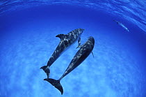 Two Atlantic spotted dolphins (Stenella frontalis) White Sand Bank, Bahamas