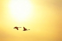 Two Whooper swans (Cygnus cygnus) in flight with sun behind, Kussharoko / Kussharo Lake, Akan National Park, Hokkaido, Japan