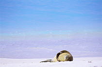 Hawaiian monk seal (Monachus schauinslandi) lying on beach, Midway Islands, USA