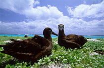 Black footed albatross (Phoebastria nigripes) on nest, Midway Islands, USA