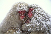 Two Japanese macaques (Macaca fuscata) sleeping with awake baby, in snow, Jigokudani, Nagano, Japan
