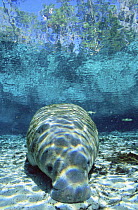 Florida manatee (Trichechus manatus latirostris) on seabed, Crystal River, Florida, USA