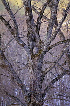 Ezo / Japanese ural owl (Strix uralensis japonica) in tree hollow, winter, Shibecha City, Hokkaido, Japan