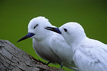 Two Indian Ocean White Terns (Gygis alba candida) one grooming the other, Midway Islands, Pacific Ocean, USA