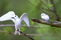 Indian Ocean White Tern (Gygis alba candida) with wings outstretched and chick on nearby branch, Midway Islands, Pacific Ocean, USA