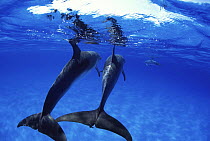 Rear view of two Atlantic spotted dolphins (Stenella frontalis) just below the surface, White Sand Bank, Bahamas