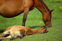 Misaki pony / Misakiuma foal lying on ground with adult grazing, Toimisaki, Miyazaki Prefecture, Japan