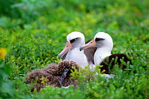 Laysan albatross (Diomedia immutabilis) pair with chick at nest, Midway Islands, USA
