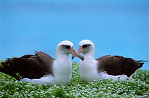 Laysan albatross (Phoebastria immutabilis) pair, Midway Islands, USA