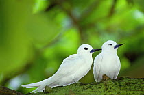 Two Indian Ocean White Terns (Gygis alba candida) one sleeping, Midway Islands, Pacific Ocean, USA